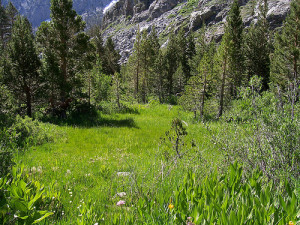Because I couldn't bring myself to see any more of "Basket Case," here's an image of a meadow.